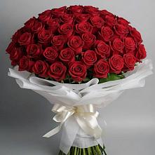101 Красная роза Блэк Мэджик в Аркуле Букет 101 Красная роза Блэк Мэджик в Аркуле