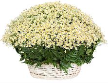 Цветочная композиция из Ромашки в корзине #REPLACE_PRED# Аркуле